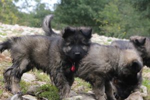 berger-allemand-ancien-type-argenté0013