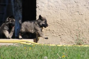 berger-allemand-ancien-type-argenté0063