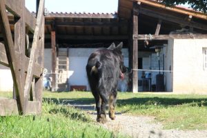 berger-allemand-ancien-type-argenté0099