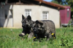 berger-allemand-ancien-type-argenté0131