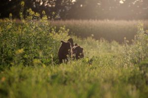 comme-chiens-et-loups0024