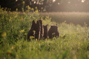 comme-chiens-et-loups0028