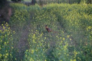 comme-chiens-et-loups0040