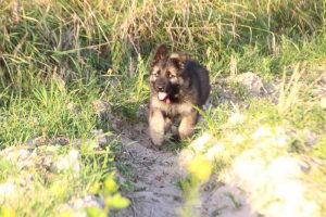 comme-chiens-et-loups0047