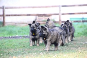 comme-chiens-et-loups0050