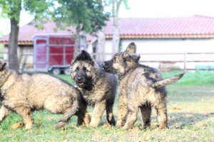 comme-chiens-et-loups0054