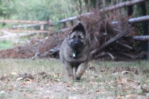 comme-chiens-et-loups0057
