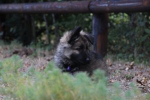 comme-chiens-et-loups0064