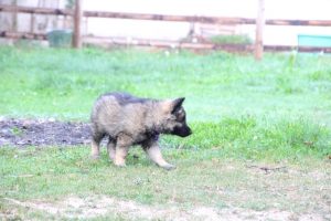 comme-chiens-et-loups0069