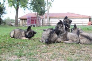 comme-chiens-et-loups0086