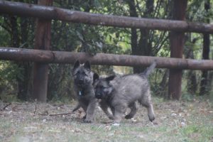 comme-chiens-et-loups0092