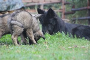 comme-chiens-et-loups0106