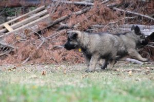 comme-chiens-et-loups0122