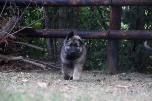 comme-chiens-et-loups0123