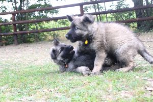 comme-chiens-et-loups0144