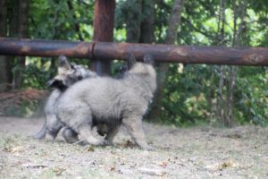 comme-chiens-et-loups0161