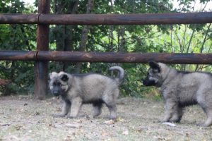 comme-chiens-et-loups0167