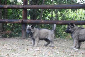 comme-chiens-et-loups0168