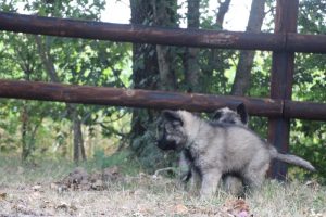 comme-chiens-et-loups0172