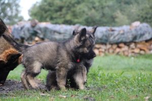 comme-chiens-et-loups0173