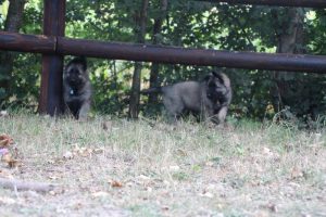 comme-chiens-et-loups0177