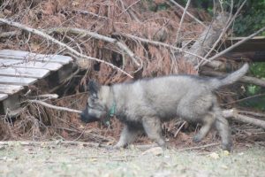 comme-chiens-et-loups0182