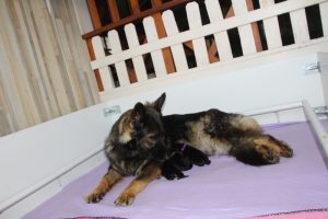 chiot berger allemand ancien type