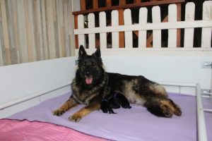 chiot berger allemand ancien type