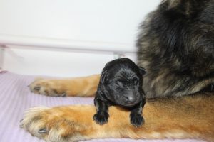 chiot berger allemand ancien type