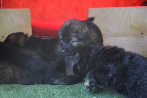 altdeutsche-schaferhund0094