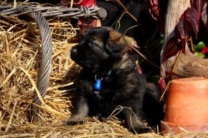 altdeutsche-schaferhund0135