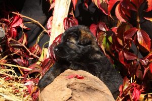 altdeutsche-schaferhund0184