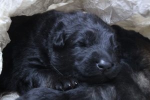 altdeutscher schaferhund0037