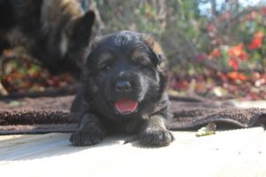 altdeutscher schäferhund0046