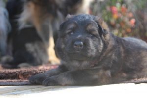altdeutscher schäferhund0053