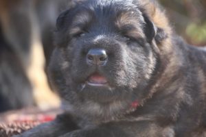 altdeutscher schäferhund0055