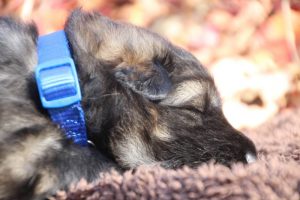 altdeutscher schäferhund0058