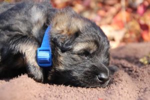 altdeutscher schäferhund0059