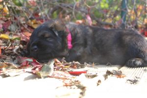 altdeutscher schäferhund0099