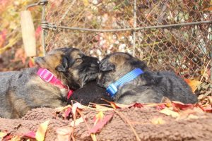 altdeutscher schäferhund0123
