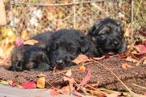 altdeutscher schäferhund0130