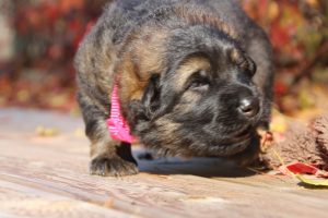 altdeutscher schäferhund0140
