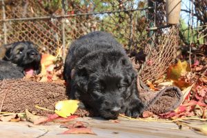 altdeutscher schäferhund0142