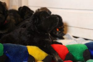 comme-chiens-et-loups0015