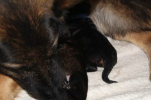 comme-chiens-et-loups0029