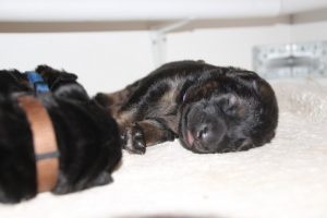 comme-chiens-et-loups0036