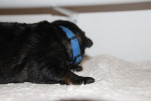 comme-chiens-et-loups0041