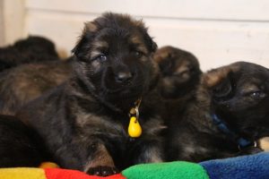 comme-chiens-et-loups0047