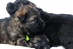 comme-chiens-et-loups0082
