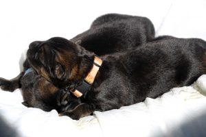 comme-chiens-et-loups-altdeutsche-schaferhund0040